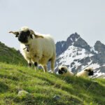 Alpenwolle